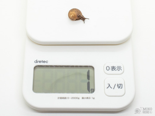 mail-me-a-snail: agentalaska: latenightsuburbansprinklersystem: hdot-mokoriri:  My weight is 1g. 僕の重