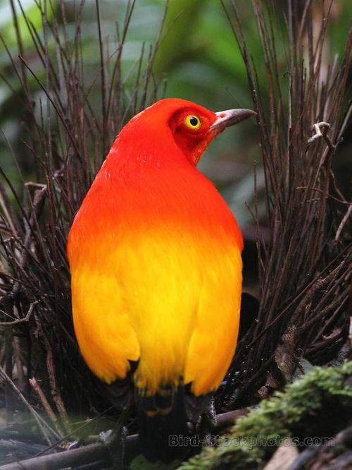 end0skeletal:  featherenthusiast:  end0skeletal:  The flame bowerbird is endemic to the rainforests 