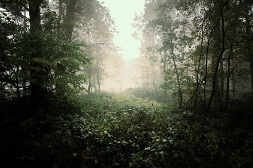 mykindafairytalee:  backlight (by .ultraviolett) 