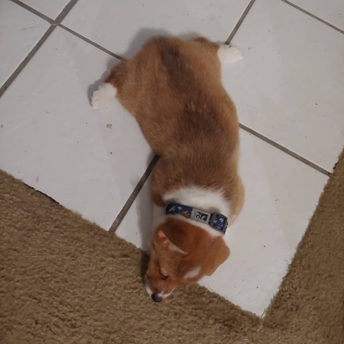 We are working on our sploot today #corgi #papapequeña #potatothecorgi #corgisploot  