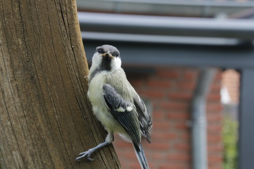 This shouldn’t come as a surprise to anyone, but songbirds prefer quiet environments. A recent exper