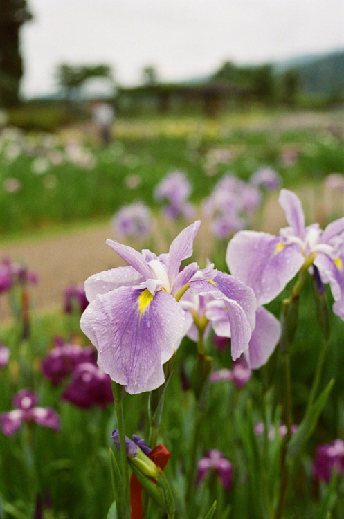 CONTAX Aria / Carl Zeiss Tessar T* 45㎜ F2.8 (Y/C) / lomography COLOR NEGATIVE 800