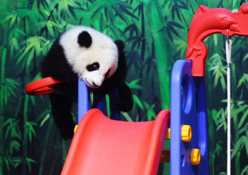 giantpandaphotos: Long Long at the Chimelong Safari Park in China on February 16, 2014. © AFP, 