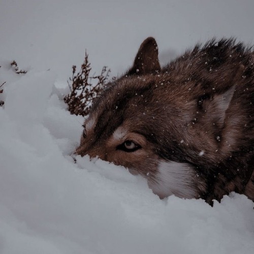 Wolfkin Npts!