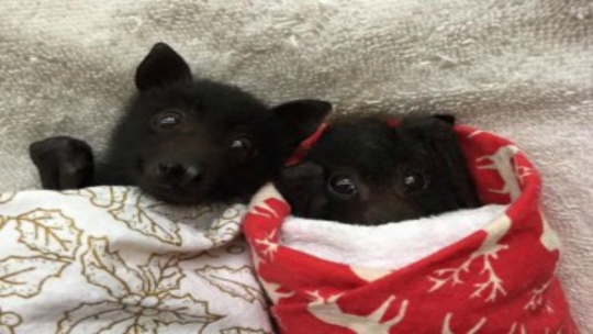 bloodstainbowbarnacle: paddysnuffles:  zooophagous:  g0dziiia:  makilikesflowers:  An angel  Wtf bats swim  Omfg  Here’s another little-known bat fact: Orphaned baby bats are often swaddled tightly like teeny burritos to mimic being cuddled by mom and