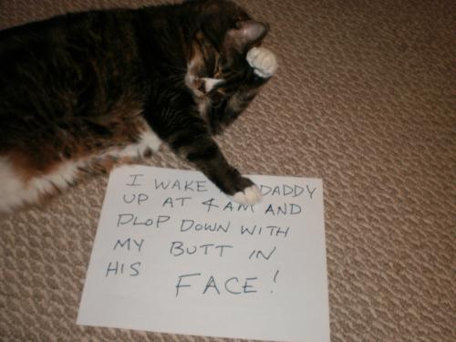 pleatedjeans:  Cat Owners Will Understand (24 Pics) 