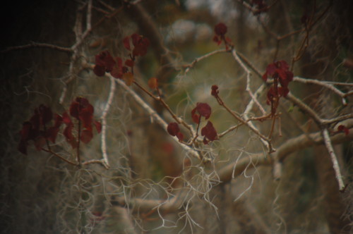 &ldquo;EL bosque encantado·&rdquo;