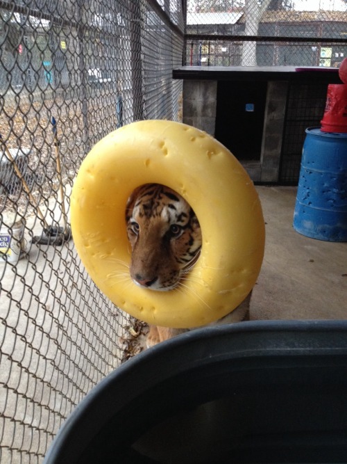 giddytf2: srafandseedpods: OH MY GOD one of our tigers did this (and it isn’t stuck on his hea