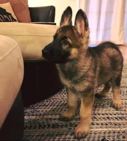 awwww-cute:  My pup’s ears went from flop