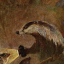 burthebadger
