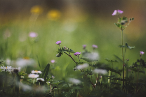 elenamorelli:  { springtime colors } 