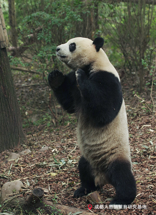giantpandaphotos