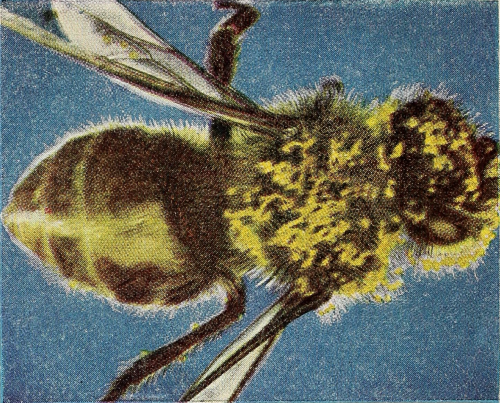nemfrog:A bee covered in pollen. Basic studies in science. v.3. 1940. Internet Archive