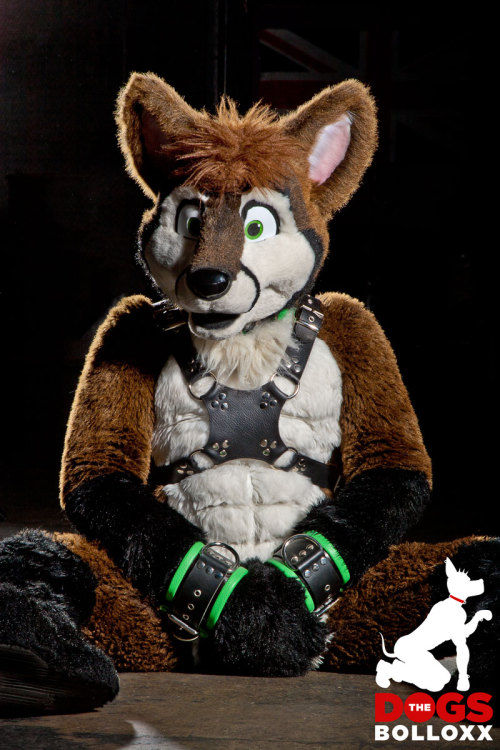 wearethedogsbolloxx:“Err, Boss… The Fox won’t stop rubbing!” Happy #FursuitFriday!Our new Fursuit Ha