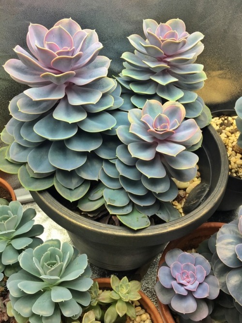 feeelingalright: These Perle Von Nürnberg were the first succulents I ever bought. I got them over 4