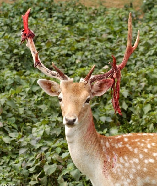 spooksthedead:So like…. deer shedding their velvet is the most METAL FUCKING THING.@girlbeing