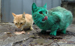 garfeildlogan: komeiju:  catsbeaversandducks:  “What’s everyone looking at??” So, there has been a green cat walking around the streets of Varna, Bulgaria this week. Many believed that it must’ve been the work of some awful vandals and started