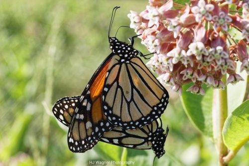 For #macromonday here are two monarch butterflies, in the process of creating more monarch butterfli