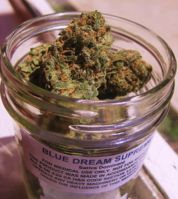 druggedup-lesbian:  Blue Dream Supreme. 