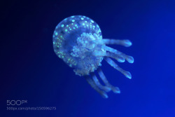 lifeunderthewaves:  Jellyfish by Eydis Aquarium in Shin Sapporo