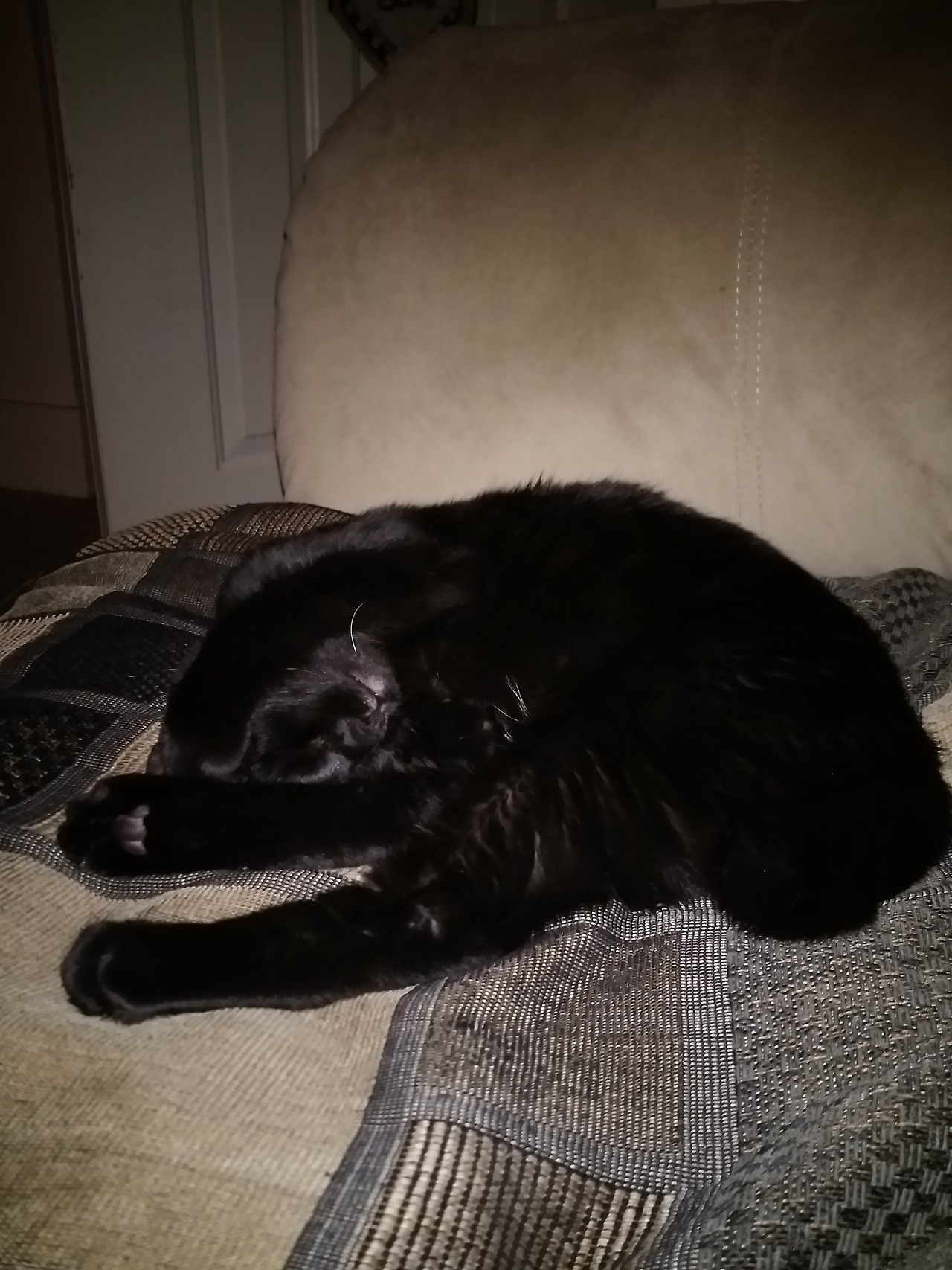 Hey, Dash, I wanted to share my son with you. His name is Eclipse and he is wonderful.