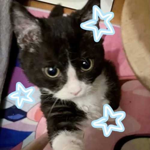 My Starry Cat MoodBoard