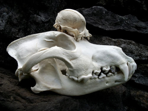 Wolf Skull with Chihuahua & Pug Skulls