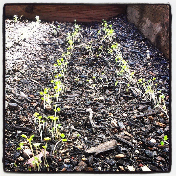 And we have life! #garden #green #fall