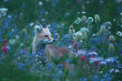 Expressions-Of-Nature:  By Sean Crane Red Fox, Mount Rainier 