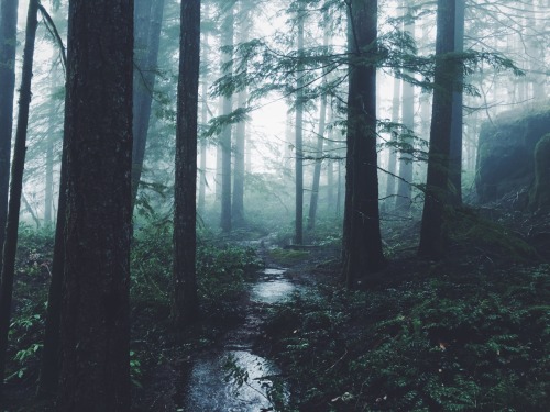 justapplyyourself:Opal Creek Wilderness, Oregon.