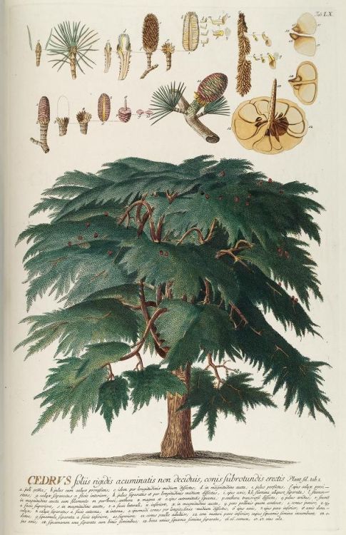 Georg Dionysus Ehret, Cedrus illustration for Plantae selectae quarum imagines ad exemplaria natural