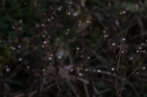 I’m back, fellow followers!Rijtmeersen nature reserve, Nederename, East-Flanders, Belgium 2018