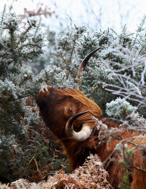 theliquidstation: Hothfield, Kent A Highland cow grazes on frosty heathland Photograph: Gareth Fulle