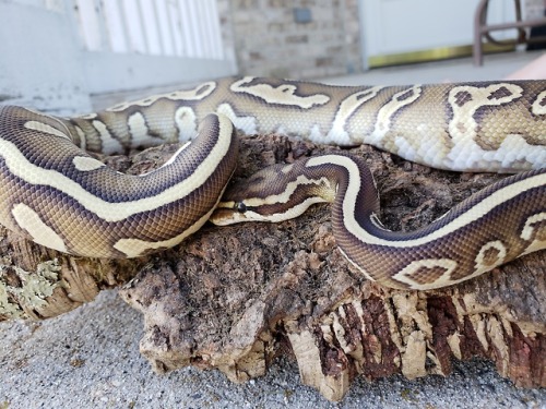 snabiesnbabies:Shaman’s first time outside! He was such a good boy. He didn’t want to let go of his log, but that’s okay