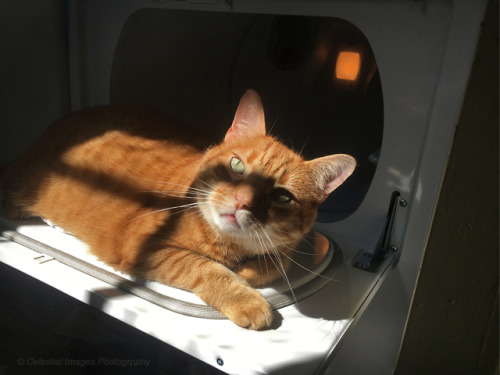 Always the king of the sunbeam, even if its on the dryer door.