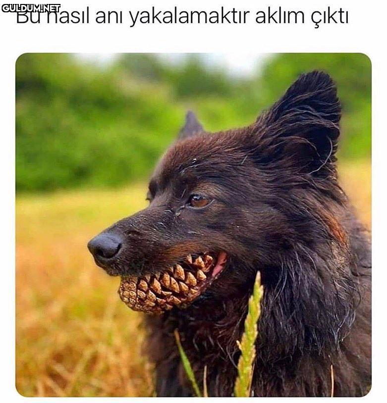 Bu nasıl anı yakalamaktır...