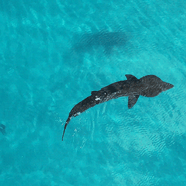 corvibae: gentlesharks: Drone footage of a Basking shark in clear Scottish waters @keytoeverylock