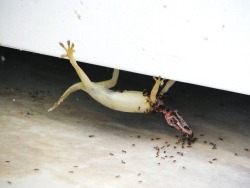 Gecko tenacity transcends death. Gruesome,