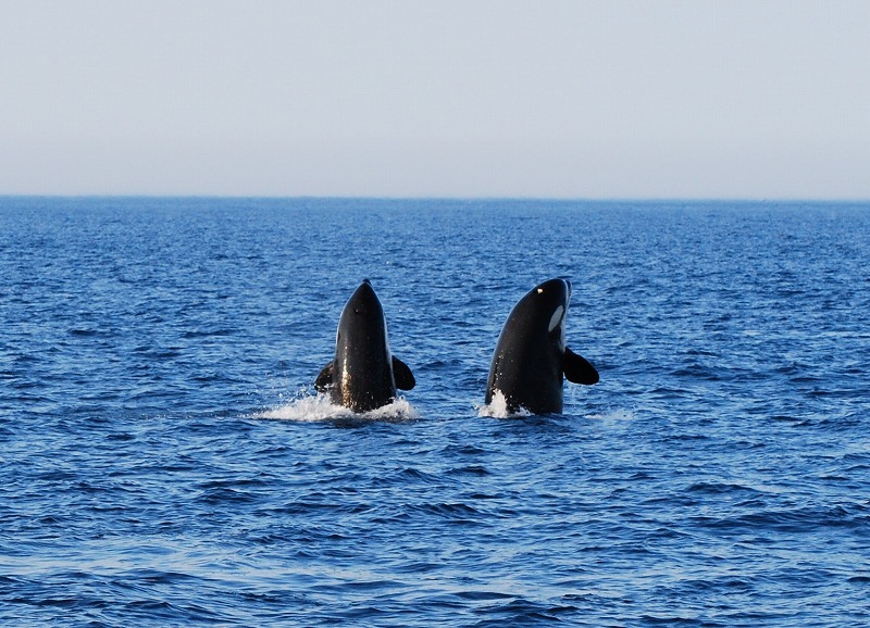 kohola-kai:Orca spyhopping off the coast of Hokkaido, Japan by Shiretoko Nature Cruise