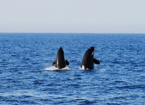 kohola-kai:Orca spyhopping off the coast of Hokkaido, Japan by Shiretoko Nature Cruise Guest