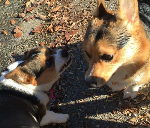 corgi-addict:  My courting advancements are not appreciated. source: imgur.com/r/corgi/LCycaD