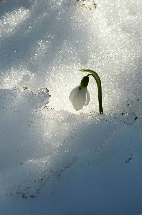 followthewestwind:  (via Pinterest) Snowdrop in snow 