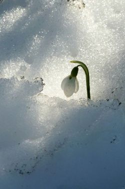 followthewestwind:  (via Pinterest) Snowdrop