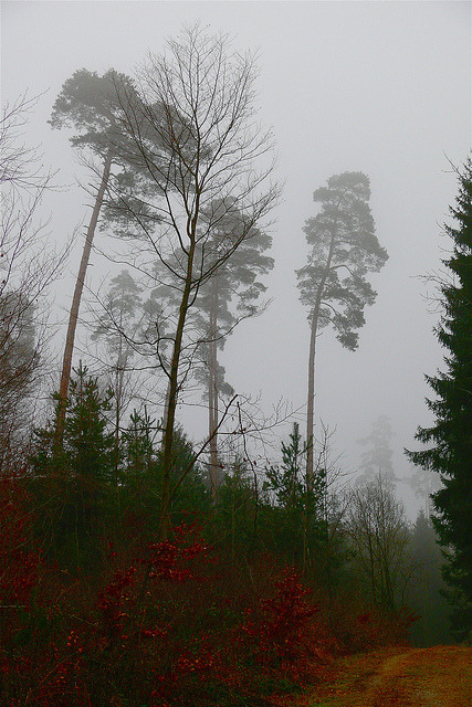 Mystic forest by fxdx on Flickr.