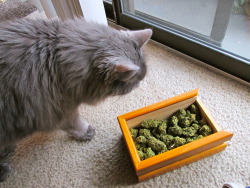 simplylimbi:  smokintrees-and-macncheese:cat checking  out the stash  &ldquo;This isn’t my catnip&rdquo;