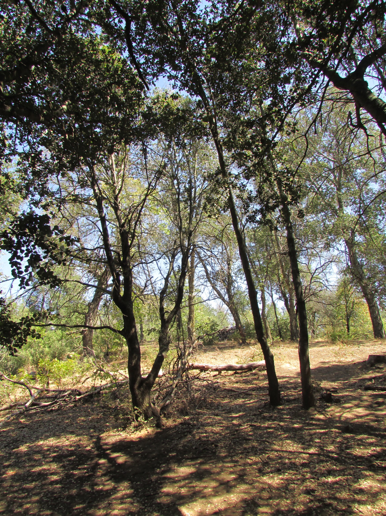 letsbeforestfriends:  hiking in julian, ca  (by letsbeforestfriends) 