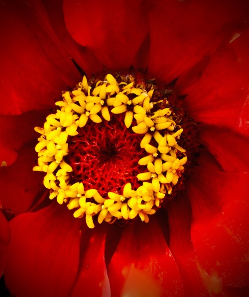 Mexican Zinnia, Union Square by Liza Charlesworth