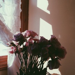 sunieshinie:  petite roses &amp; morning light