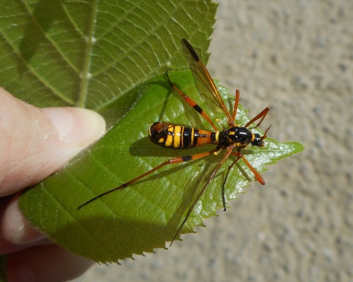 onenicebugperday:Giant wasp-mimic crane flies in the genus Ctenophora, Tipulidae, DipteraPhoto 1 by 