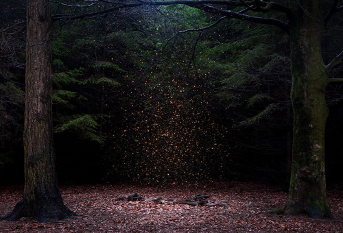 kateoplis:Ellie Davies, In Between the Trees